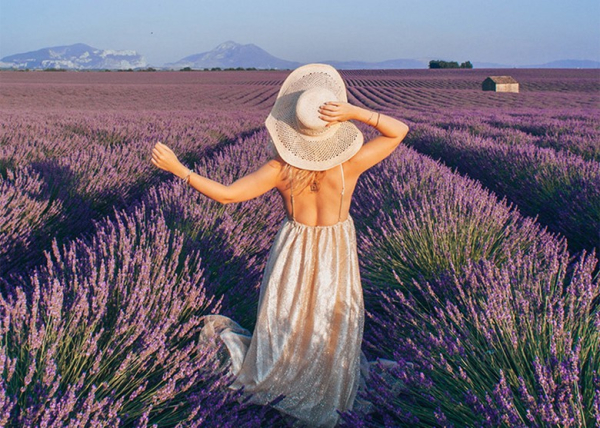 Avignon và vùng Provence: cánh đồng lavender và mùa nào đẹp nhất để đi