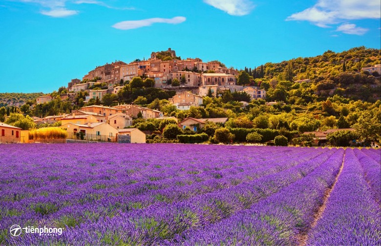 Cánh đồng hoa tulip Hà Lan và oải hương Provence mùa xuân hè