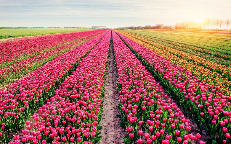 Cánh đồng hoa tulip nhiều màu sắc tại vườn Keukenhof, Hà Lan