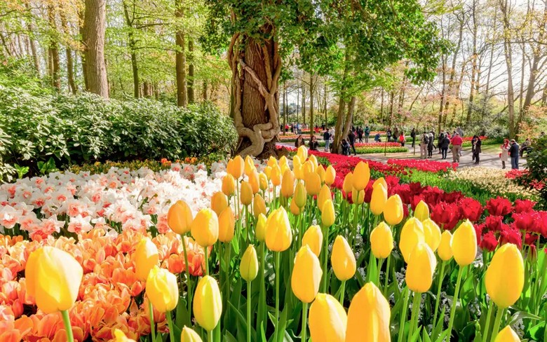 Cánh đồng tulip Hà Lan mùa xuân trong hành trình tour Tây Âu