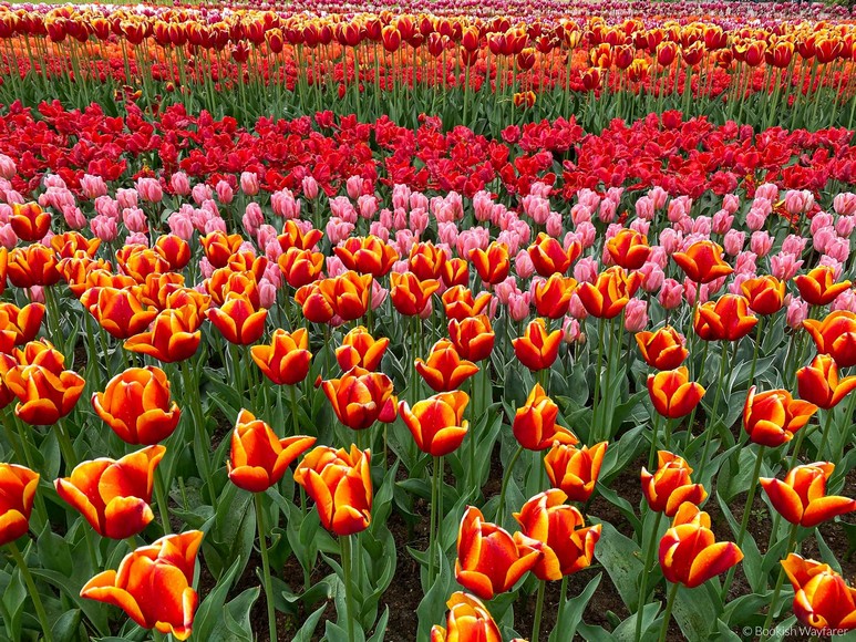 Cánh đồng tulip nhiều màu tại vườn Keukenhof, Hà Lan, vào mùa xuân