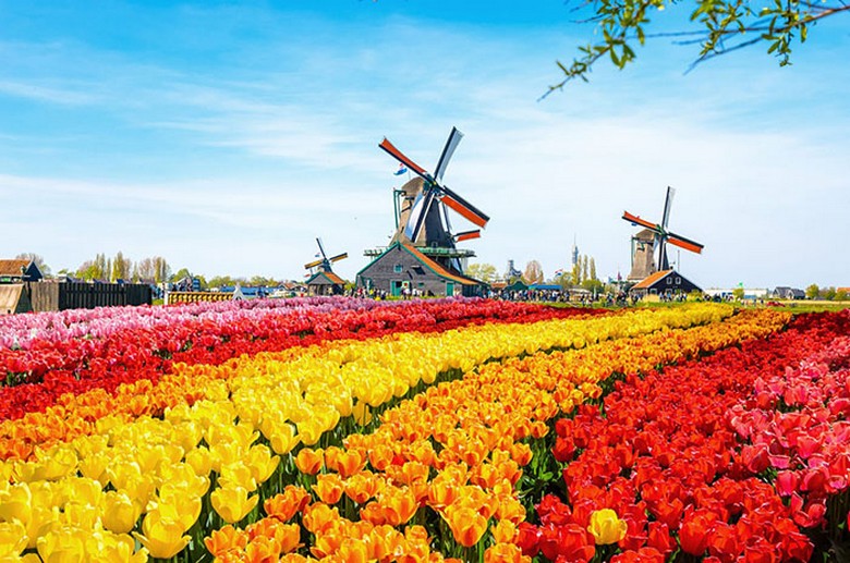 Cánh đồng tulip nhiều màu trải dài với cối xay gió phía xa ở vùng quê Hà Lan