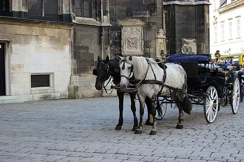 Cận cảnh một chú ngựa kéo xe Fiaker nghỉ ngơi dưới bóng râm tại Vienna