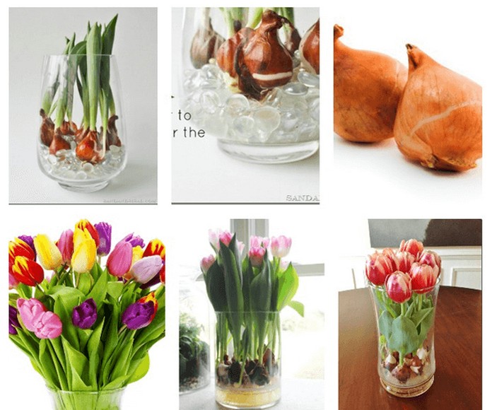 Củ tulip đóng gói sẵn với nhãn xuất khẩu tại cửa hàng ở Hà Lan