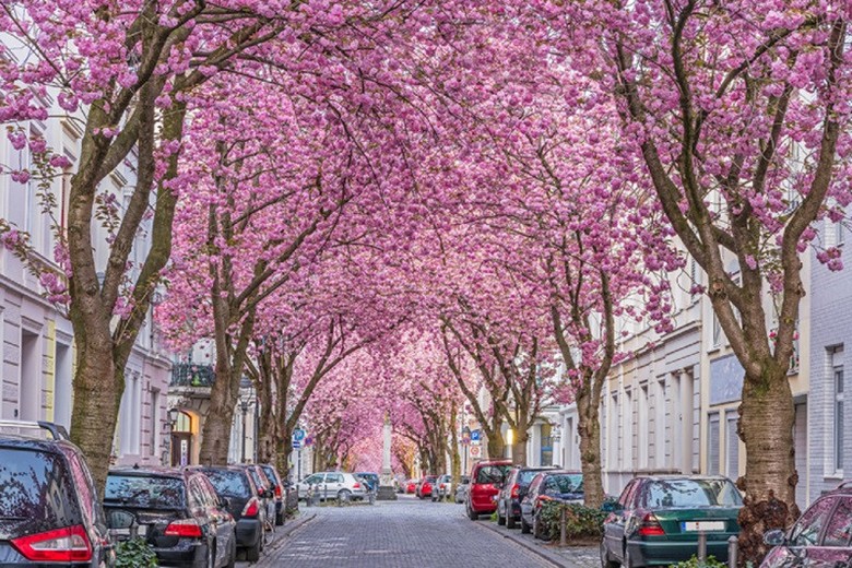 Con phố Heerstraße ở Bonn, Đức, rợp hoa anh đào hồng phấn