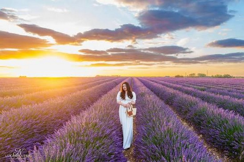 Du khách chụp ảnh giữa cánh đồng lavender vào lúc hoàng hôn