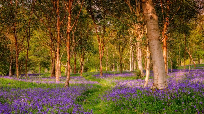 Hoa chuông xanh phủ kín nền rừng vùng Cotswolds vào tháng 5