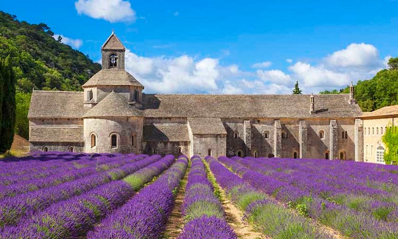 Tu viện Sénanque với cánh đồng lavender phía trước