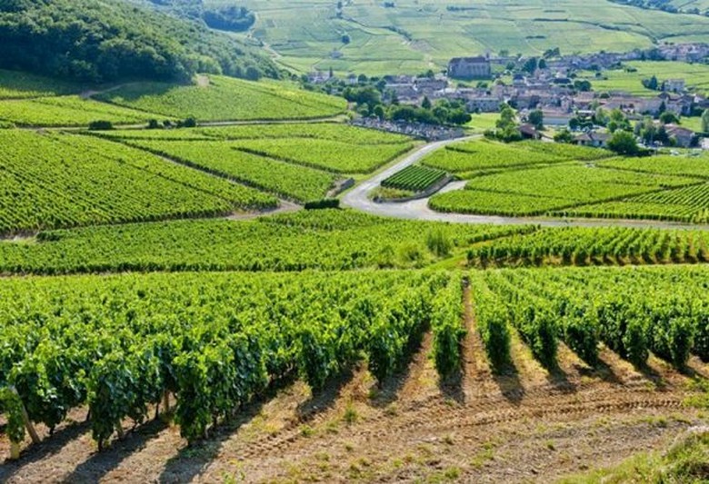 Vườn nho vùng Bordeaux nhìn từ trên cao