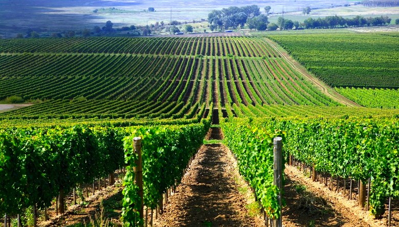 Vườn nho vùng Tokaj vào mùa thu hoạch