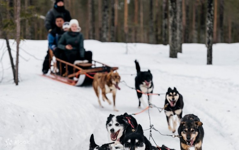 Đoàn xe chó kéo husky chạy trên tuyết gần Rovaniemi