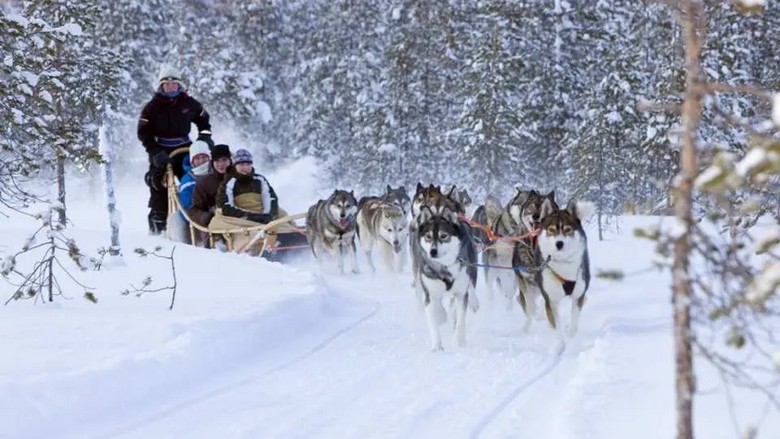 Đoàn xe trượt tuyết do chó kéo băng qua rừng tuyết Lapland